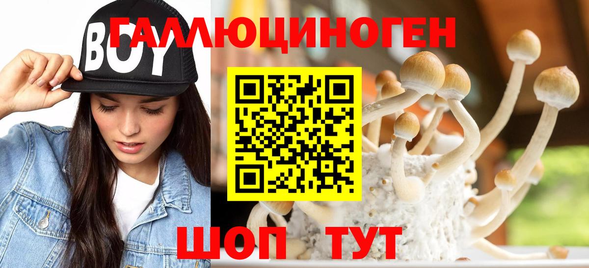Псилоцибиновые грибы Psilocybe Кизляр